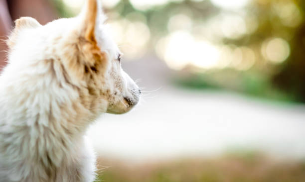 istock Cute little white puppy 1250011861