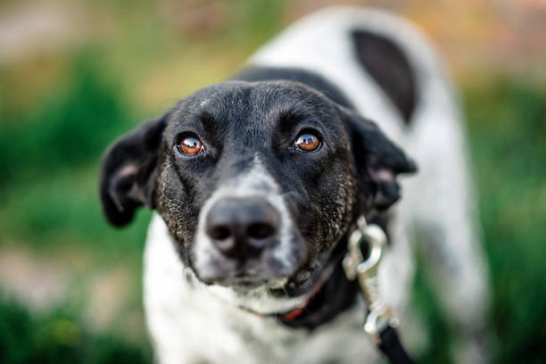 istock White-gray and black dog walking 1250011867