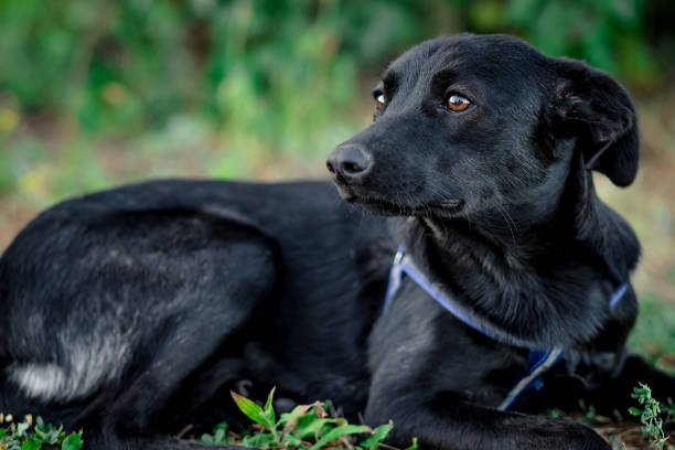 istock Black adult dog 1250011873