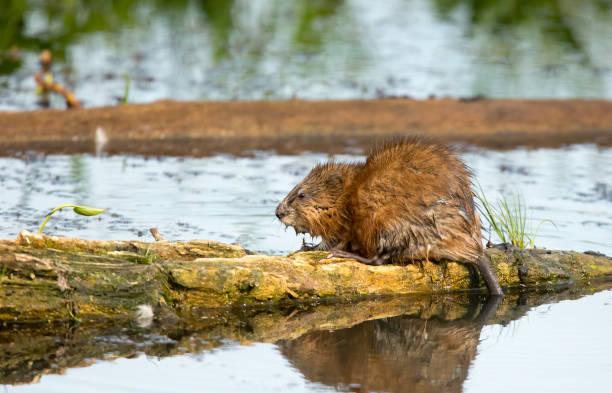 A muskrat sitting on a log. Taken in Alberta, canada