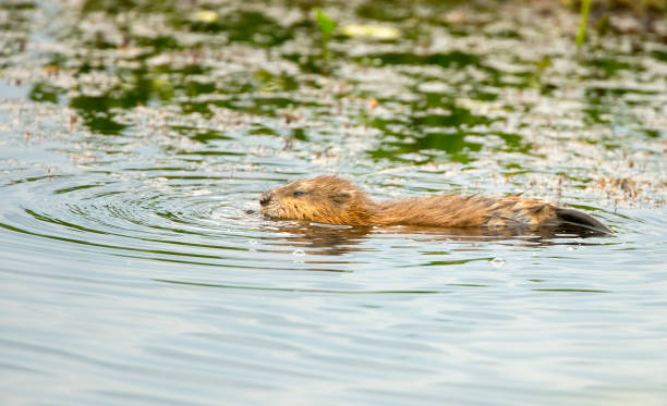 Muskrat Stock Photo A muskrat in a pond. Taken in Alberta, Canada ondatra zibethicus stock pictures, royalty-free photos & images