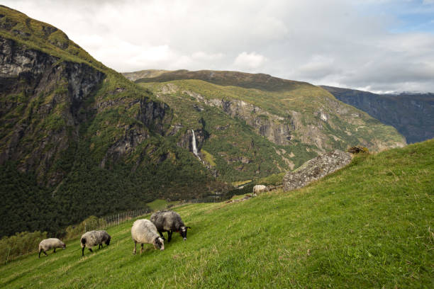 istock Highland in Norway 1250011967