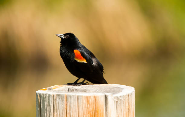 istock Red-winged Blackbird Stock Photo 1250012960