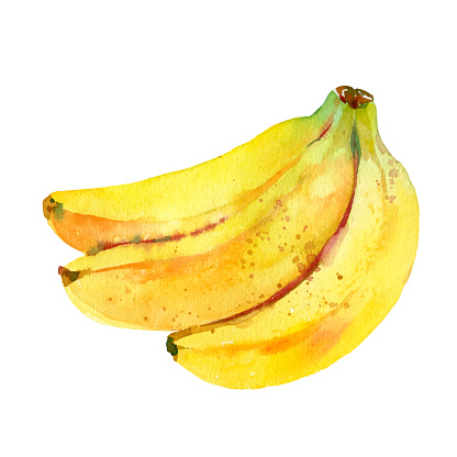 Watercolour vector banana illustration. Hand drawn banana branch. Fresh yellow fruit. Bright and fresh illustration. Watercolor botanical painting.