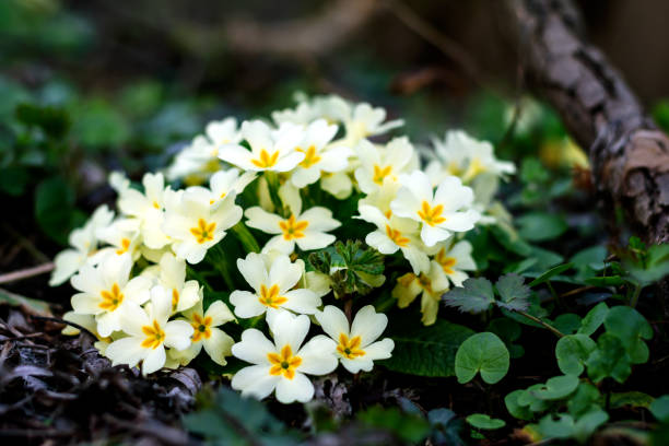 istock Blooming primroses in the spring 1250015463