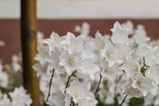 istock Beautiful delicate white bell flowers 1250015540