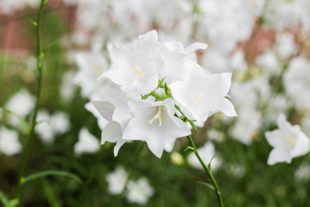 istock Beautiful delicate white bell flowers 1250016103