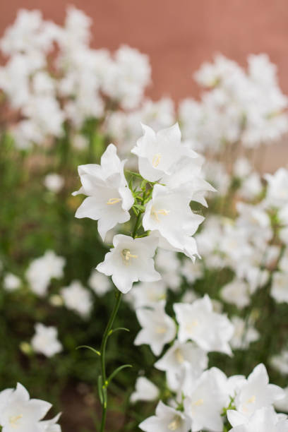 istock Campanula carpatica, beautiful white bell flowers 1250017131