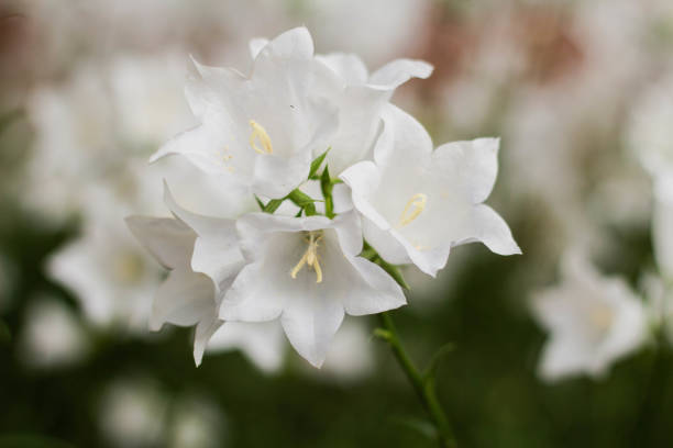 istock Campanula carpatica, beautiful white bell flowers 1250017132