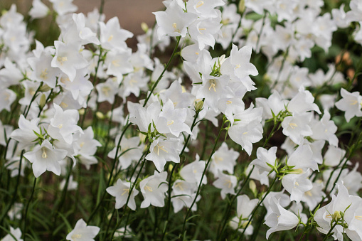 Campanula carpatica, beautiful white bell flowers, close-up