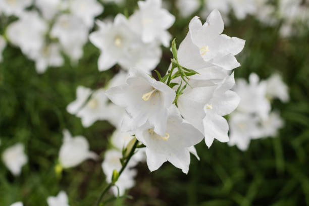 istock Campanula carpatica, beautiful white bell flowers 1250017152