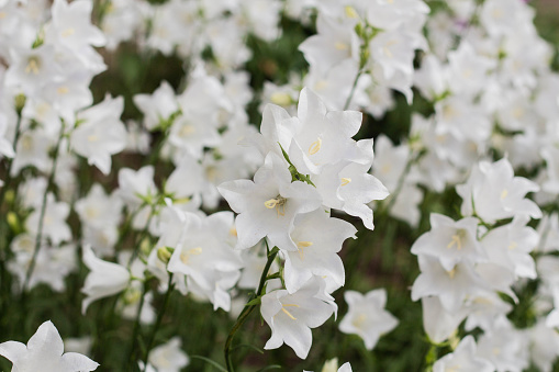 Campanula carpatica, beautiful white bell flowers, close-up