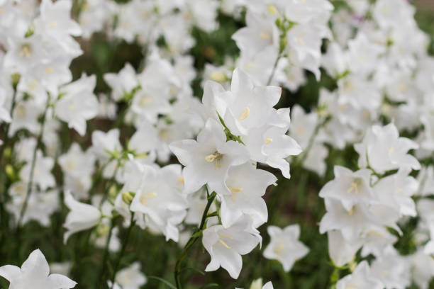 campanula carpatica, piękne białe kwiaty dzwonu - campanula zdjęcia i obrazy z banku zdjęć