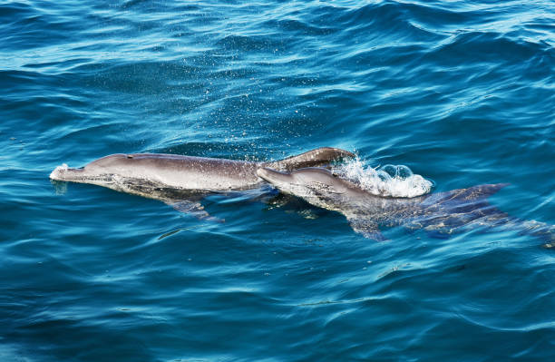 dos delfines nadando juntos cerca de maiton island, phuket - coryphaena fotografías e imágenes de stock