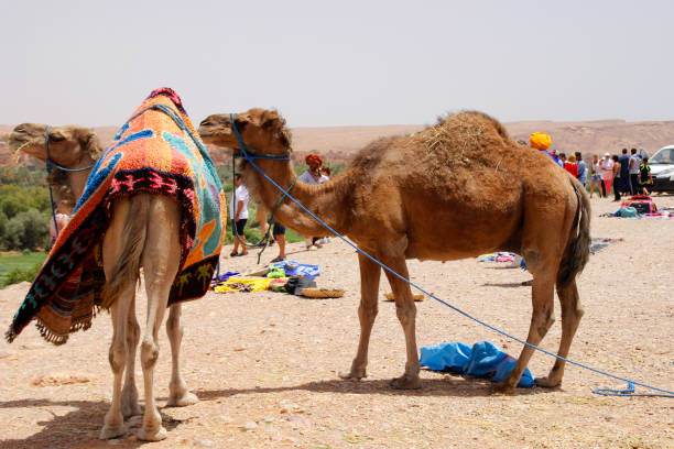 istock Traditional camels in morocco 1250019955