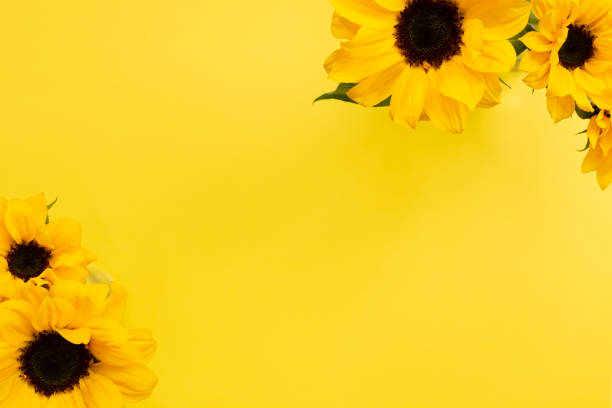 istock Yellow sunflowers on yellow background. Floral composition, top view, copy space 1250020223