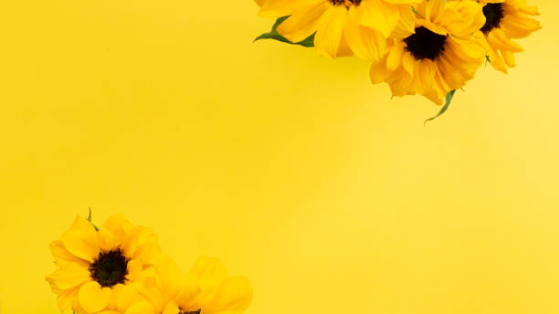 istock Yellow sunflowers on yellow background. Floral composition, top view, copy space 1250020254