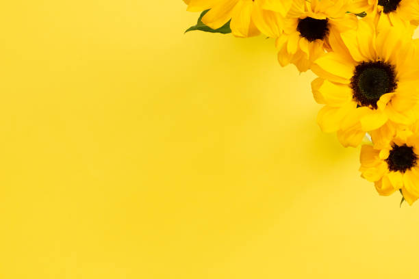 istock Yellow sunflowers on yellow background. Floral composition, top view, copy space 1250020354