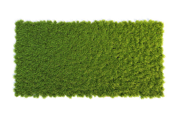 istock Small square surface covered with grass, grass podium top view, lawn background 3d rendering 1250020467