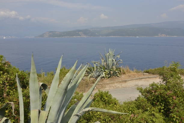 Agave on the shore, on the hill over the bay