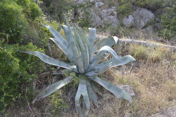 istock Agave on the hill, near the rock 1250020594