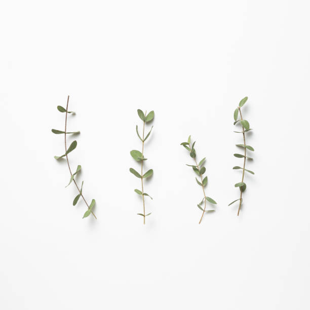 istock Eucalyptus leaves on white background. Floral composition, flat lay, top view, copy space 1250020605