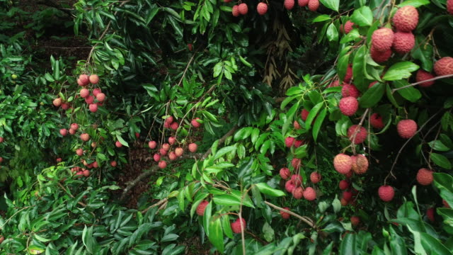 Aerial view of lychee fruits in growth on tree in summer
