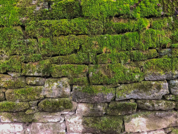 istock old stone wall background covered with green moss close-up. Copy space. Green background 1250021107