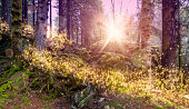 Magical and enchanted forest landscape with shimmering lights.