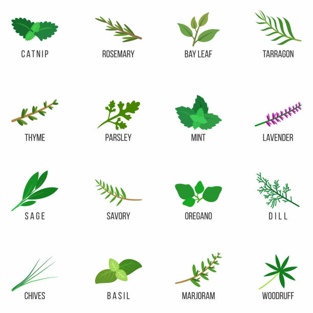 ilustraciones, imágenes clip art, dibujos animados e iconos de stock de conjunto de iconos de hierbas culinarias. romero, lavanda, salvia, eneldo, albahaca, bahía, tomillo, orégano, menta, perejil. aislado. ilustración vectorial. - tarragon herb spice freshness