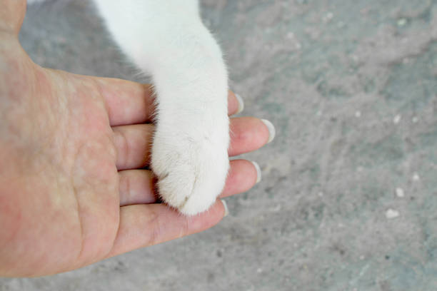 istock Cat paw on human palm. Tame cat. 1250023639