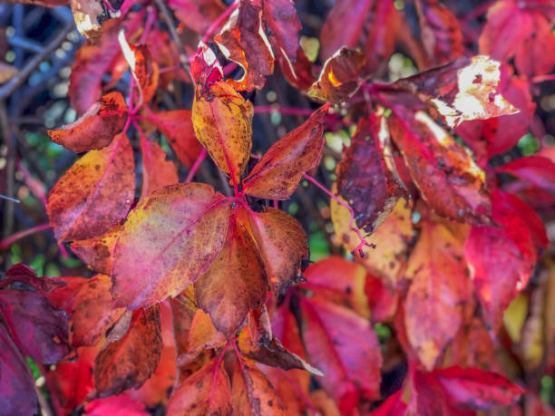istock red autumn grape leaves close-up. Autumn background. Fall concept. Copy space 1250024954