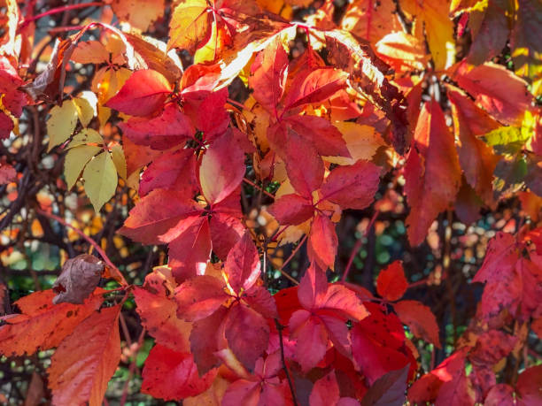 istock red and yellow autumn grape leaves background. Fall background 1250024955