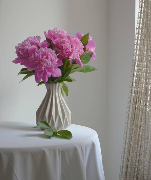 istock pink peonies on a white background 1250025779