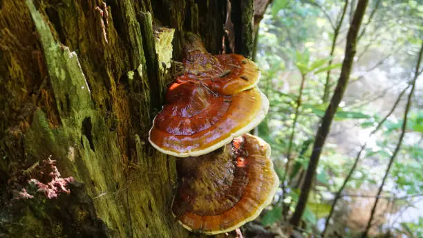 Photo of Reishi ( Ganoderma tsugae ) growing in the forest. Popular mushroom in herbalism.