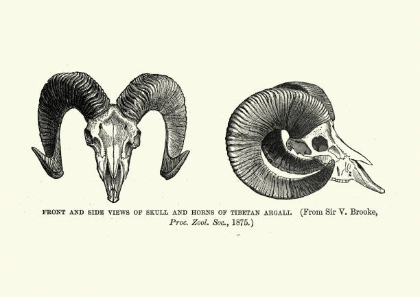 czaszka i rogi tybetańskiego argali, owce górskie - animal skull stock illustrations