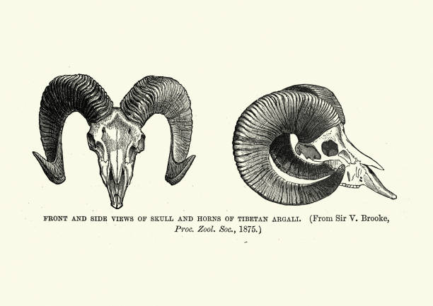 Vintage illustration of Skull and horns of Tibetan argali, mountain sheep