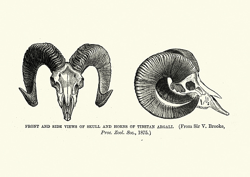 Vintage illustration of Skull and horns of Tibetan argali, mountain sheep