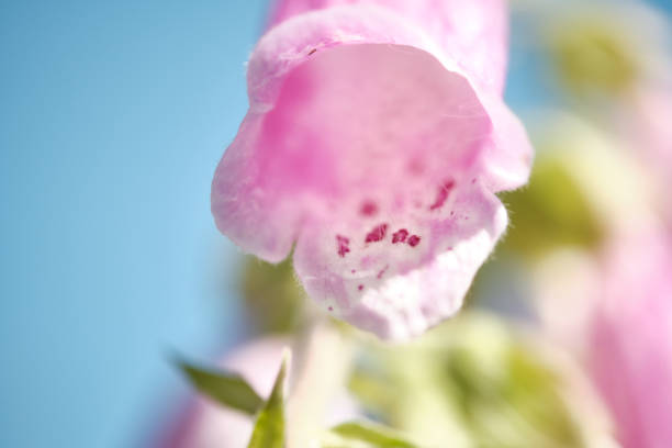 A macro shot of a pink flower against a blue sky.