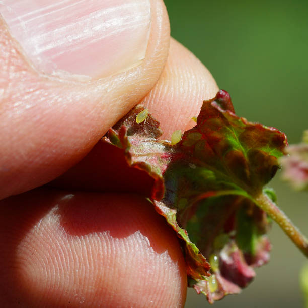 istock aphids on the leaf of the fruit bush 1250026991