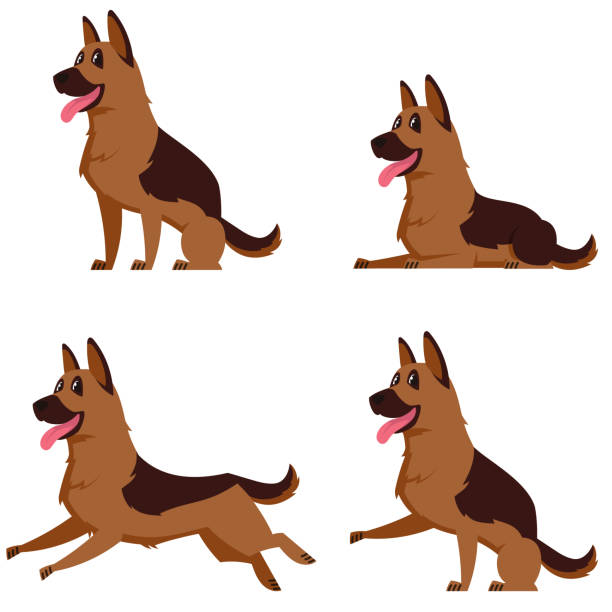 German shepherd in different poses. German shepherd in different poses. Beautiful dog in cartoon style. group of german shepherd dogs stock illustrations
