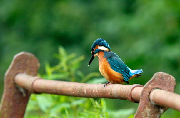 istock Juvenile kingfisher fishing 1250027233