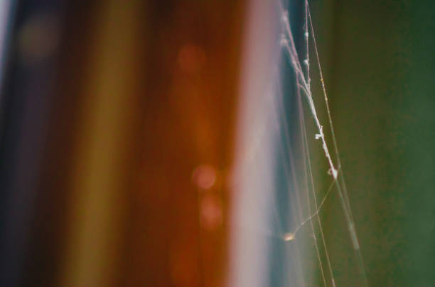 istock macro view of a wed 1250027976