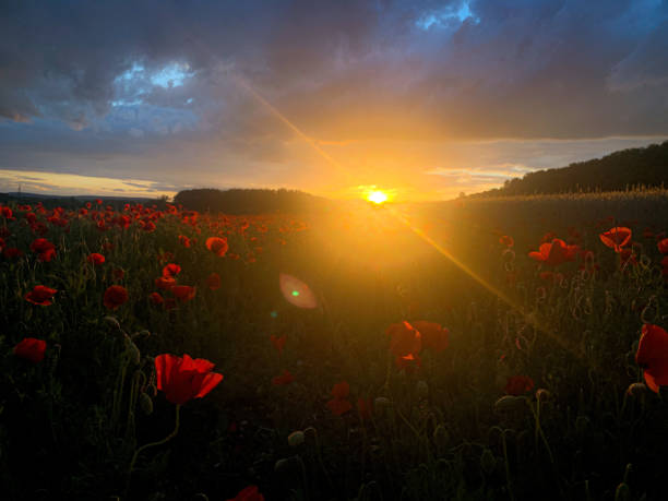 istock Poppyfield landscape 1250028169