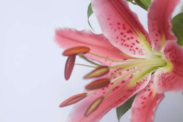 istock A pink oriental lily in bloom with foliage on a white background 1250028230