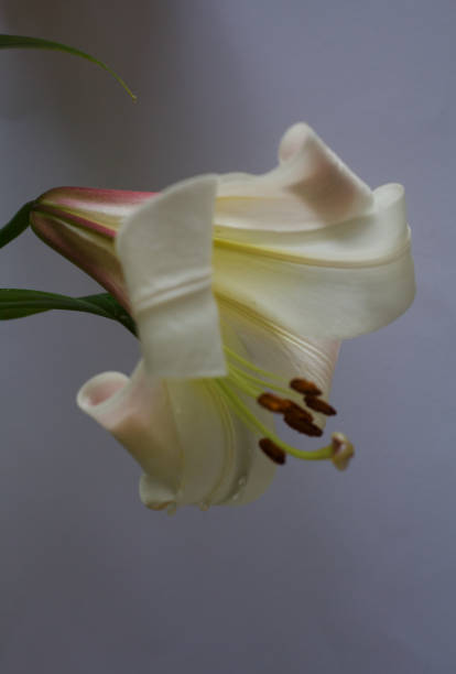 istock A white and pink lily in bloom on a white background 1250028414
