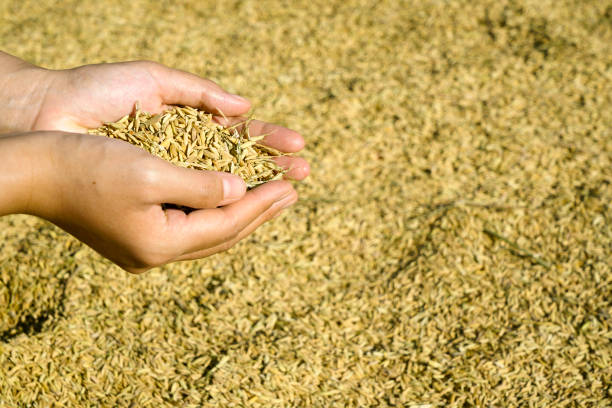 istock Close up hand holding Yellow rice after harvesting 1250028660
