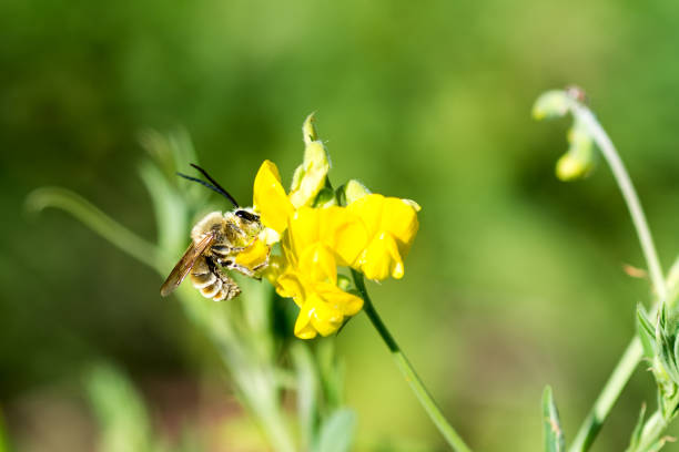 Bee on a yellow flower. Blurred background. Macro photo. stock photo