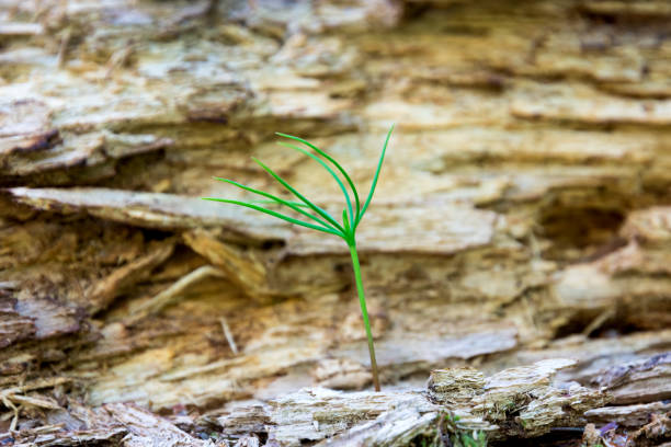 A small green sprout on a stump. Close-up stock photo
