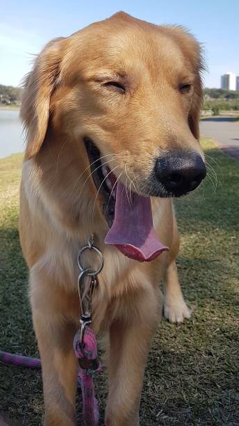 istock Golden Retriever Smiling 1250031306